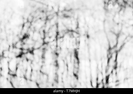 Verschwommene Abstraktion mit Filialen. White monochrome Hintergrund. Stockfoto