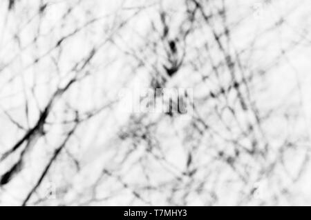 Verschwommene Abstraktion mit Filialen. White monochrome Hintergrund. Stockfoto