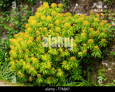 Braun Frühling Blüten sitzen über das Blattwerk der immergrünen Honig Bush, Euphorbia mellifera Stockfoto