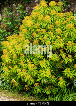 Braun Frühling Blüten sitzen über das Blattwerk der immergrünen Honig Bush, Euphorbia mellifera Stockfoto