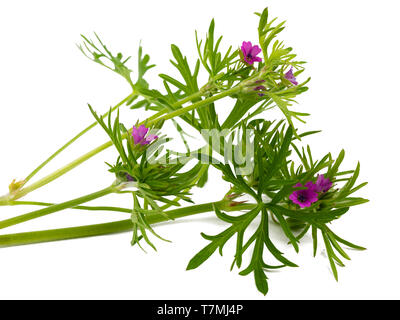 Seziert Laub und rosa Blüten des britischen jährliche Wildflower, Geranium dissectum, auf weißem Hintergrund Stockfoto