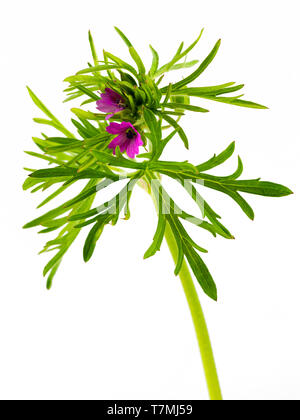 Seziert Laub und rosa Blüten des britischen jährliche Wildflower, Geranium dissectum, auf weißem Hintergrund Stockfoto