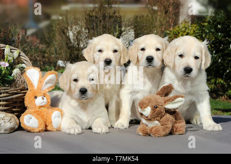 Golden Retriever. Vier Welpen (Weibchen, 7 Wochen alt) mit Plüsch Hasen und Blumenkorb. Deutschland Stockfoto