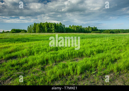 Frühjahr grünes Feld, Wald am Horizont und dunkle Wolken am Himmel - Zarzecze, Lubelskie, Polen Stockfoto