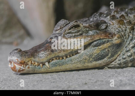 Spectacled Kaimane (Caiman crocodilus) Hochformat Stockfoto