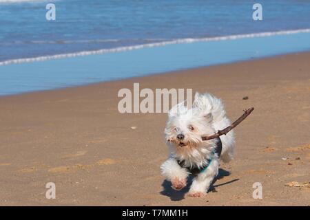 Weiß Malteser Hund läuft mit Stock am Strand. Stockfoto