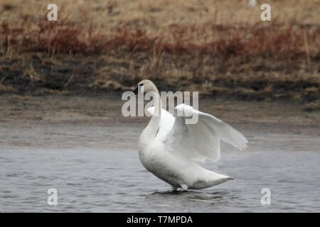 Der Trompeter Schwan (Cygnus buccinator) halten in vielen Seen, Teichen und sloughs auf ihrer jährlichen Wanderung zu ihren nördlichen Brutstätten. Stockfoto