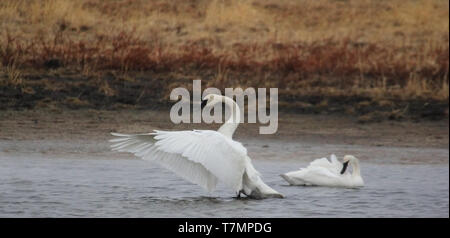 Der Trompeter Schwan (Cygnus buccinator) halten in vielen Seen, Teichen und sloughs auf ihrer jährlichen Wanderung zu ihren nördlichen Brutstätten. Stockfoto