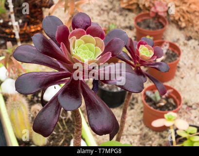 Schwarze Rose oder aeouim arborerum sukkulente Pflanze drinnen mit Tageslicht Stockfoto