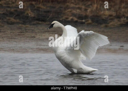 Der Trompeter Schwan (Cygnus buccinator) halten in vielen Seen, Teichen und sloughs auf ihrer jährlichen Wanderung zu ihren nördlichen Brutstätten. Stockfoto