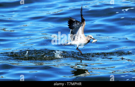 Eine Möwe Fänge einen Bunker Fisch in den Mund und beginnt zu fliegen Stockfoto