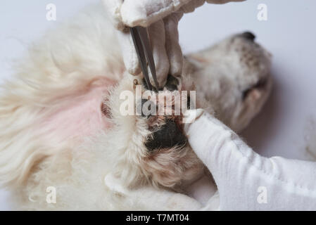 Tierarzt prüfen Hund Pfote. Hund mit Verletzten Pfote Thema Stockfoto