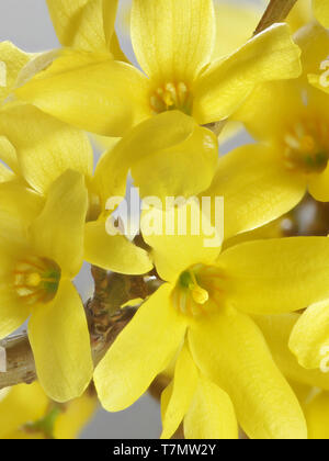 Forsythia ovata, weiß, gemeinhin als Ostern Baum oder Forsythia Stockfoto