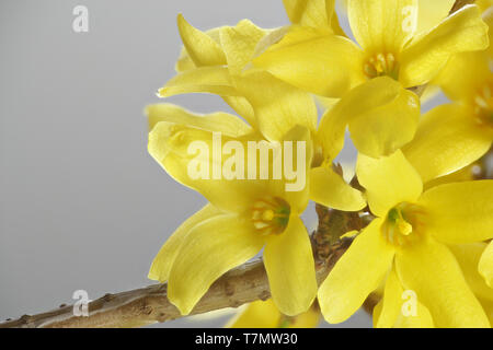 Forsythia ovata, weiß, gemeinhin als Ostern Baum oder Forsythia Stockfoto