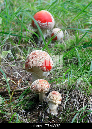 Amanita muscaria, allgemein bekannt als the fly Agaric oder Fliegen amanita, einem ikonischen Fliegenpilz Stockfoto