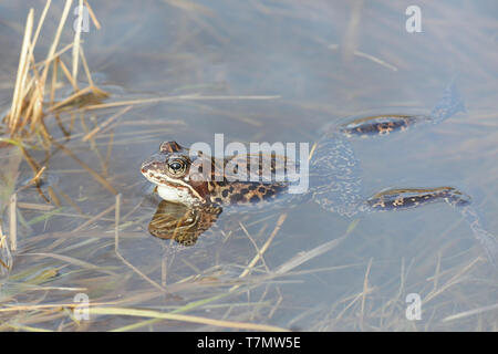 Gemeinsame Frog, Rana temporaria, auch als gemeinsame europäische Frosch bekannt, gemeinsamen Europäischen braun Frosch und Europäischen Grasfrosch, auf einem Teich gefüllt mit spawn Stockfoto