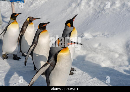 Asahikawa City, Hokkaido, Japan. Feb 20, 2019: Penguin walking Parade zeigen auf Schnee mit der asahikawa Zoo in Hokkaido, Japan im Winter. Stockfoto