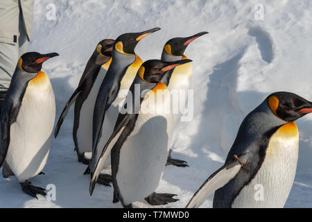 Asahikawa City, Hokkaido, Japan. Feb 20, 2019: Penguin walking Parade zeigen auf Schnee mit der asahikawa Zoo in Hokkaido, Japan im Winter. Stockfoto