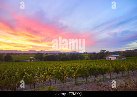 Herbst Sonnenuntergang mit bewölktem Himmel über einen Weinberg Feld mit Scheune, in der Chalk Hill Road, Windsor, Sonoma County Wine Country, Kalifornien. Stockfoto
