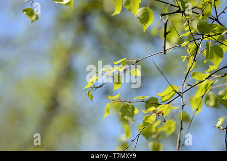 Frische neue Birke Blätter an einem Baum an einem sonnigen Frühlingstag Nahaufnahme Stockfoto