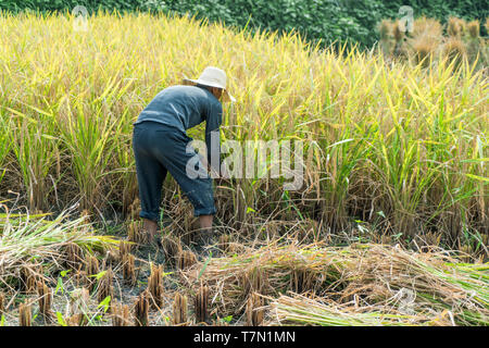 Der Provinz Hunan, China - 15.09.2017: Chinesischer Mann Ernte von Reis auf einem Reisfeld. Stockfoto