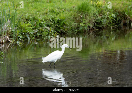 Seidenreiher, Egretta garzetta, und Fang des Tages mit einem schönen Fisch in seiner Rechnung. Stockfoto