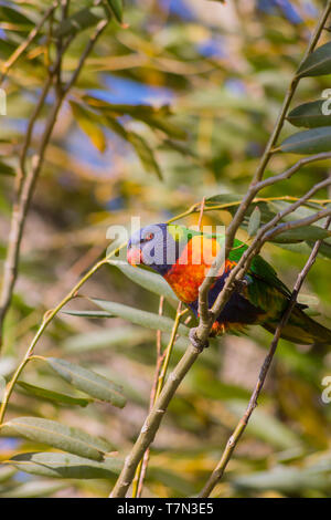 Australian Parrot ruht auf einem Ast in einem heißen sonnigen Tag des Sommers. Stockfoto