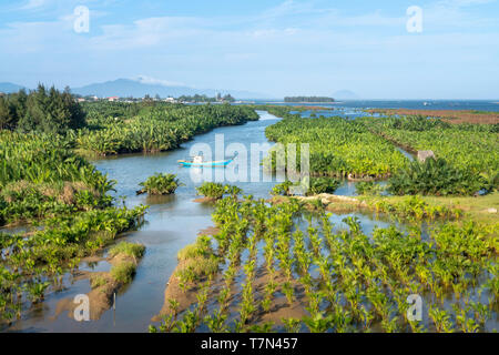 Wald von Nypa Palmen am Cua Dai Meeresarm in Hoi An, Quang Nam, Vietnam Stockfoto