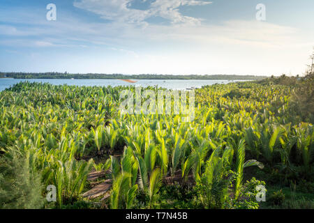 Wald von Nypa Palmen am Cua Dai Meeresarm in Hoi An, Quang Nam, Vietnam Stockfoto