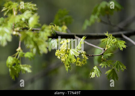 Blüte ahorn Baum an einem sonnigen Frühlingstag Nahaufnahme Stockfoto