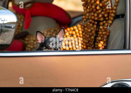 Chihuahua Hund warten Besitzer im Auto. Stockfoto