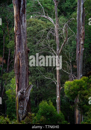 Australien - Dandenong Ranges, dandenongs sind eine Reihe von Mittelgebirgen, Mount Dandenong, östlich von Melbourne, Victoria, Australien. National Park. Stockfoto