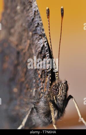 Die Europäische Peacock (Nymphalis io) Detail. Braun unscheinbaren Schmetterling Nahaufnahme. Stockfoto