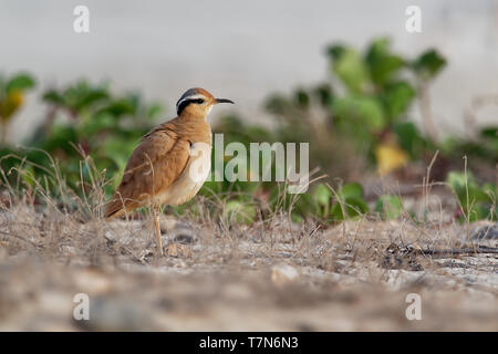 Cremefarbene Renner (Cursorius Cursor) in der Wüste Sand, der am Ufer des Meeres Stockfoto