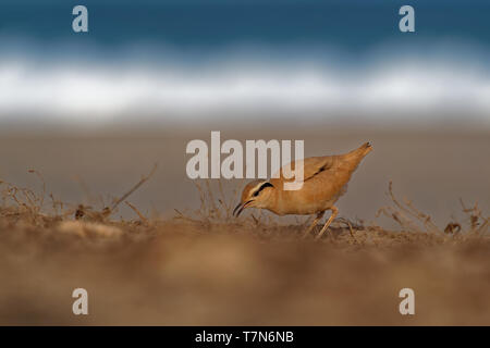 Cremefarbene Renner (Cursorius Cursor) in der Wüste Sand, der am Ufer des Meeres Stockfoto