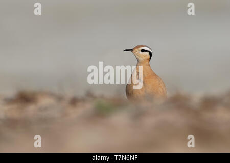 Cremefarbene Renner (Cursorius Cursor) in der Wüste Sand, der am Ufer des Meeres Stockfoto