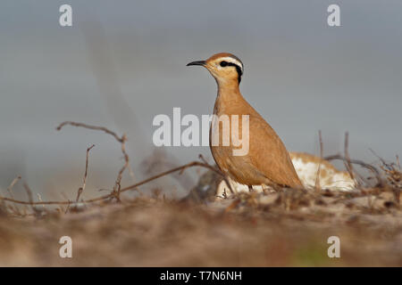 Cremefarbene Renner (Cursorius Cursor) in der Wüste Sand, der am Ufer des Meeres Stockfoto