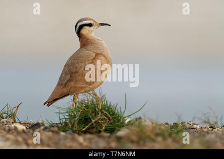 Cremefarbene Renner (Cursorius Cursor) in der Wüste Sand, der am Ufer des Meeres Stockfoto