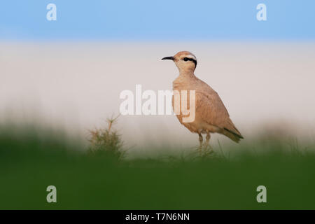 Cremefarbene Renner (Cursorius Cursor) in der Wüste Sand, der am Ufer des Meeres Stockfoto