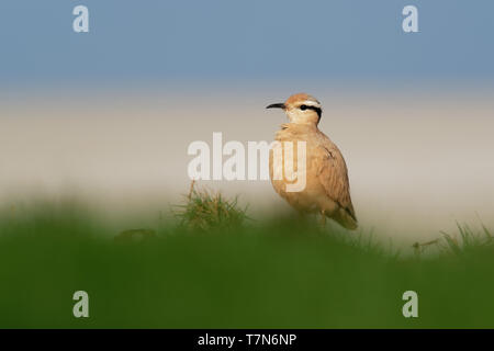 Cremefarbene Renner (Cursorius Cursor) in der Wüste Sand, der am Ufer des Meeres Stockfoto