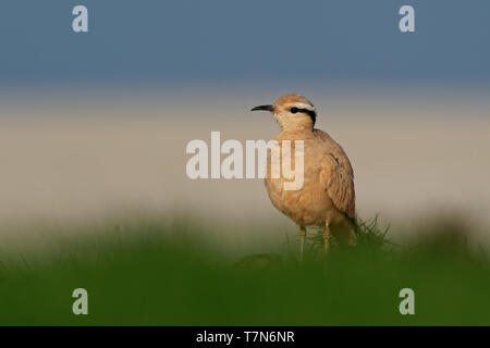 Cremefarbene Renner (Cursorius Cursor) in der Wüste Sand, der am Ufer des Meeres Stockfoto