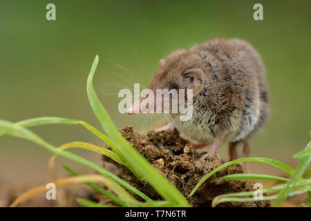 Weniger weiß - gezahnte Spitzmaus (Crocidura suaveolens) auf Lehm. Kleine Insekt - essen Säugetier mit braunem Fell auf der Wiese im Garten. Hintergrund ist Gree Stockfoto