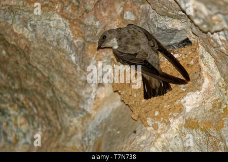 Eurasischen Crag Martin - Ptyonoprogne rupestris auf dem Nest in der Höhle ihre Jungen füttern. Stockfoto