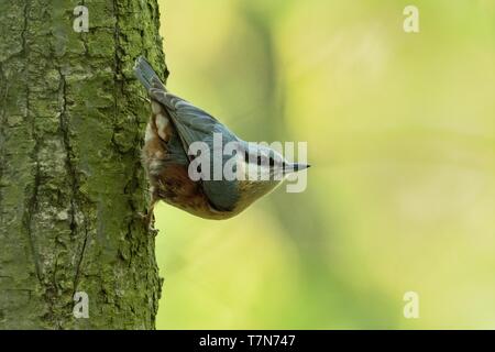 Eurasischen Kleiber (Sitta europaea) auf einem Baumstamm kopfüber thront. Stockfoto