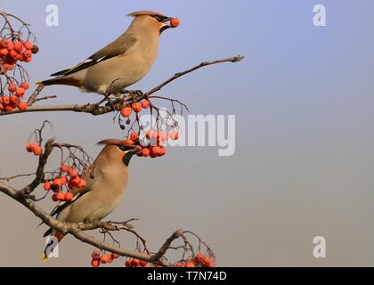 Bohemian Waxwing Bombycilla garrulus - Fütterung auf Beeren Stockfoto