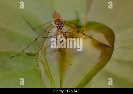 Eine gemeinsame Teich skater (gerris Lacustris) Essen der kleine Skater. Gemeinsame Wasser strider steht auf dem Blatt der Seerose. Stockfoto