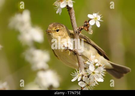 Gemeinsame Chiffchaff - Phylloscopus collybita verbreitet Blatt warbler, welche Rassen in offenen Wäldern im gesamten nördlichen und gemäßigten Europa und Asien. Stockfoto