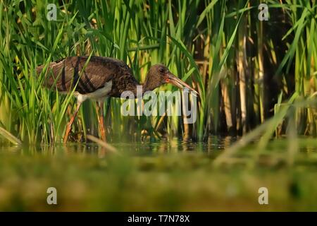 Schwarzstorch - Ciconia nigra Fütterung und Jagd in den See Stockfoto