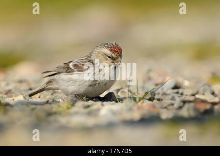 Arktis - Redpoll Acanthis hornemanni in Nordamerika bekannt als graue redpoll, ist ein Vogelarten in der Finch Familie Fringillidae. Er brütet in tun Stockfoto