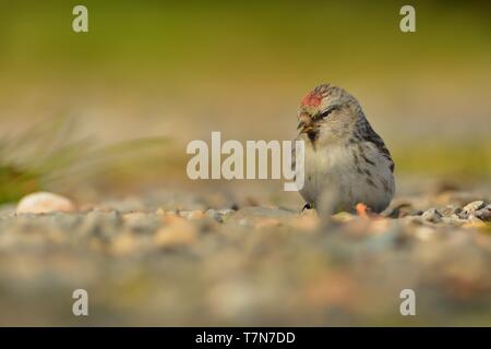 Arktis - Redpoll Acanthis hornemanni in Nordamerika bekannt als graue redpoll, ist ein Vogelarten in der Finch Familie Fringillidae. Er brütet in tun Stockfoto
